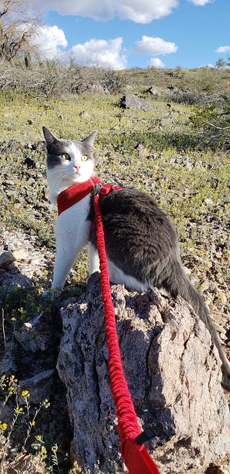 Readers pet photos